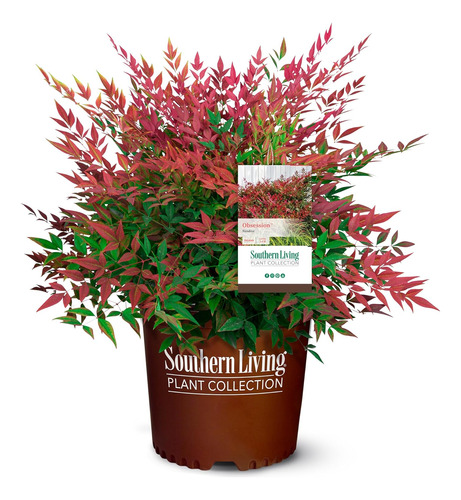 Southern Living Obsesión Nandina 2 Gal, Follaje Rojo Brillan