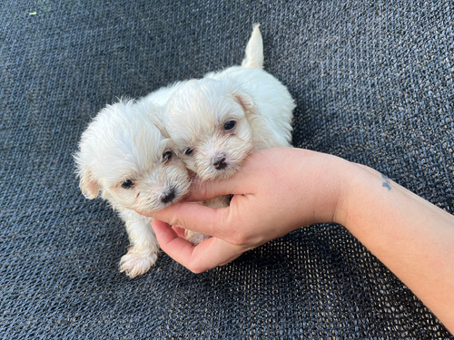 Cachorras Maltes Machos