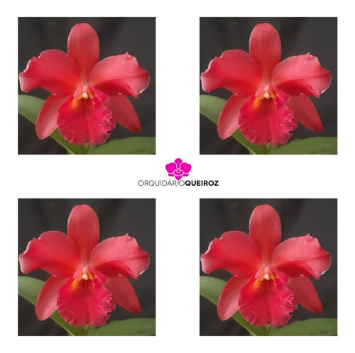 Orquídea Cattleya Vermelha - Adulta Apta A Floração | Parcelamento sem juros