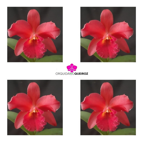 Orquídea Cattleya Vermelha - Floração | Parcelamento sem juros