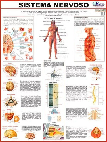 Mapa Do Sistema Nervoso Humano, De A Multimapas. Editora Multimapas Em Português