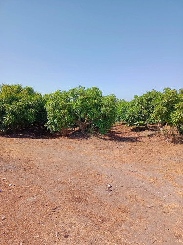 Gran Parcela Con Terreno Cultivable. Amoblada!!