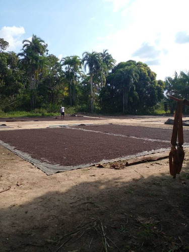 Imagem 5 de 14 de Vende-se Fazenda De 51 Alqueires Titulada