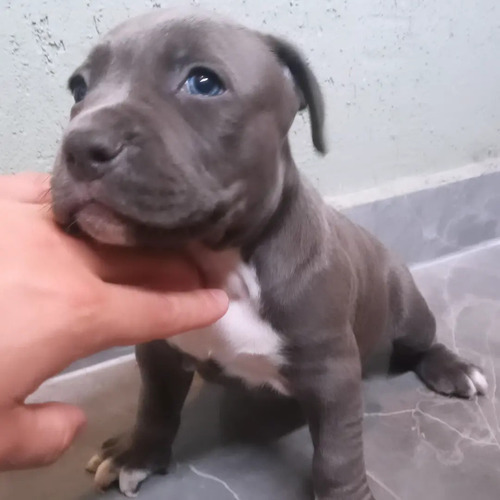 Cachorros Pitbull Hermosos Blue