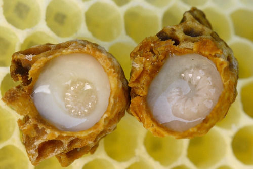 3 Jalea Real 30gr 100% Pura De Yucatán