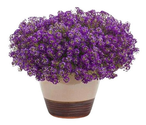 Imagem 2 de 7 de Alyssum Violeta Flor De Mell Alisso Flor Sementes P/mudas