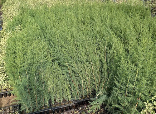 Cipres Macrocarpa En Cubo Y A Raíz Desnuda Envío A Regiones