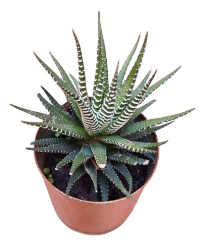 Haworthia (suculenta Cebra)