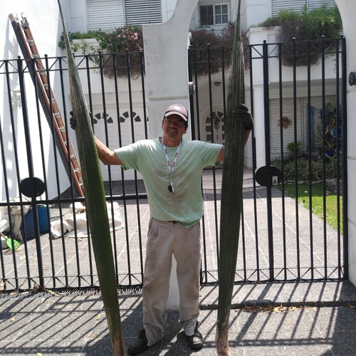 Imagen 1 de 5 de Poda Profesional Limpieza Extracción De Palmeras Y Árboles