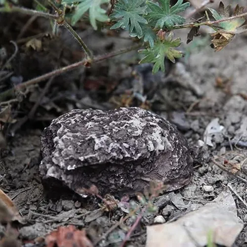 Ocultar Una Llave, Escondite De Roca Falsa, Caja De Llaves