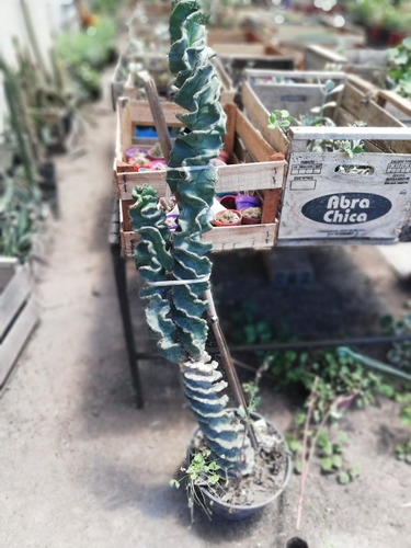 Cactus Espiralado - Ejemplares De Colección 