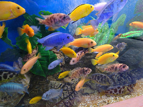 Combo 5 Ciclidos Africanos Surtidos 4/6cm - Peces Tropicales