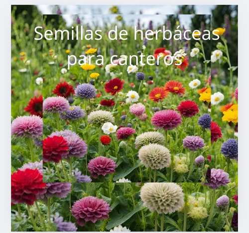Semillas Herbáceas Para Canteros Y Huertas Organicas