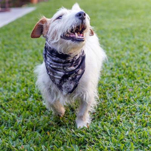 Pañuelo Para Perros O Gatos Lola Pets Bandana Chica