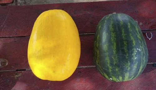 50 Semillas De Sandia Cascara Amarilla