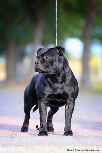 Avatar Staffordshire Bull Terrier Simplemente Lo Mejor