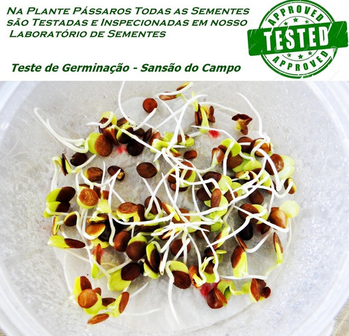 Imagem 2 de 5 de 1500 Sementes De Cerca Viva Sansão Do Campo/sabiá 55g