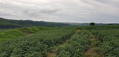 Imagem 2 de 9 de Fazenda 213 Alqueires, Dupla Aptidão, Topografia Plana, Rica Em Água Com Nascentes, Aproveitamento De 85%, Casa Sede, Casa Caseiro, Curral, Galpão - Fa00150 - 70381316
