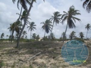 Imagem 3 de 12 de (2437) Terreno Na Praia De Muriu - V-2437