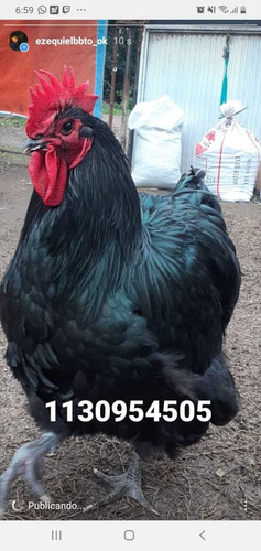 Imagen 9 de 9 de Huevos Fertiles . D .cochin Bantam Blanco Línea 100%europea