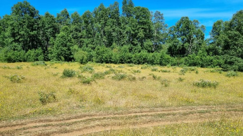 17 Ha Terreno, Sector Cañitas-los Muermos