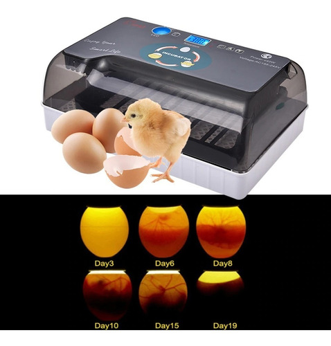 Imagen 3 de 10 de Incubadora De 12 Huevos Full Automatica, Gallina Codorniz