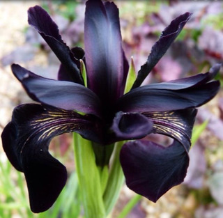 Muda De Flor De Iris Negra | MercadoLivre ???? Muda De Flor De Iris Negra | MercadoLivre ????