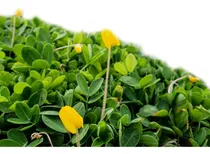 Comprar 1000 Mudas Amendoim Forrageiro Jardinagem Raiz Nua Grama