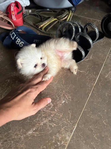 Vende Se Spitz Alemão