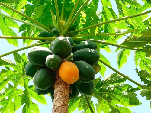 25 Semillas Fruta Papaya Carica Para Maceta Huerta, Cultivo