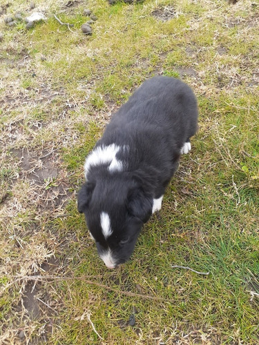 Imagen 4 de 7 de Cachorros Border Collie