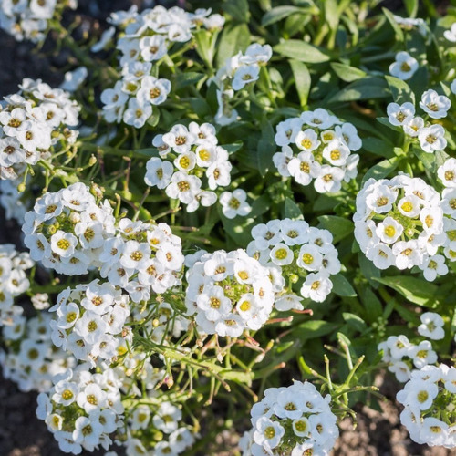 Sementes De Alyssum Compactum Branco