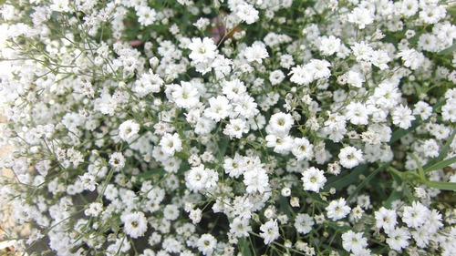 50 Semillas De Flor Nube De Novia O Blanca | Meses sin intereses