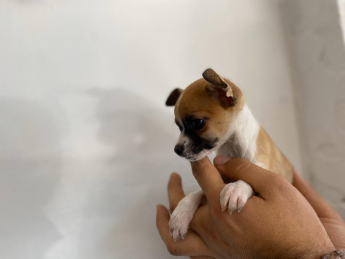 Pinscher Miniatura Precio Especial Mascotas Rionegro