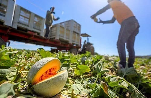 Corrida Financiera Para Cultivo De Melón