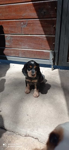 Cachorros Cocker Nacen En 15 Dias ! Los Mejores Del Uruguay