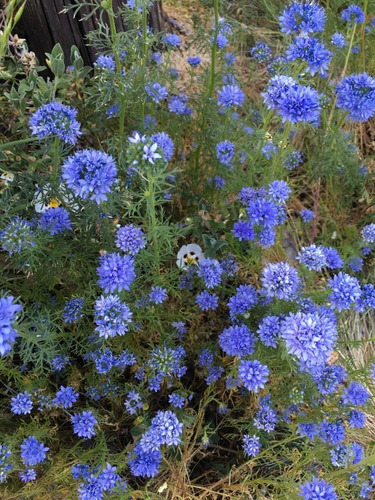 Semillas De Flor Gilia Capitata Azul Alta Germinación