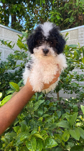 French Poodle Tacita Bicolor