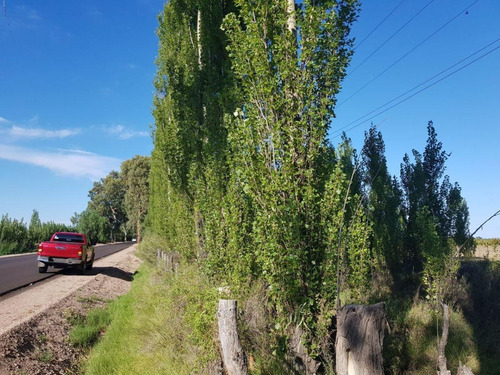 Imagen 4 de 28 de Vendo/permuto Finca Apto Todo Destino (viña, Cultivos Grales Y Ademas Cannabis Medicinal) O Loteo Club De Campo -alto Del Algarrobal-san Rafael -mendoza Sobre Rn 146 Km 376.1