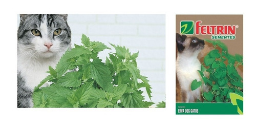 Semente Erva Dos Gatos Catnip Para Plantio 500 Sementes