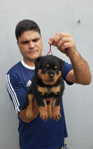 Filhotes De Rottweiler Com Pedigree
