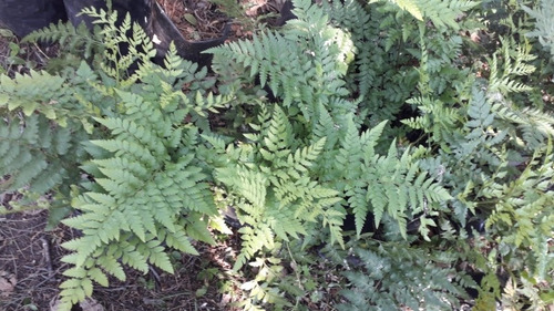 Plantas De Calaguala O Helecho.Orgánico