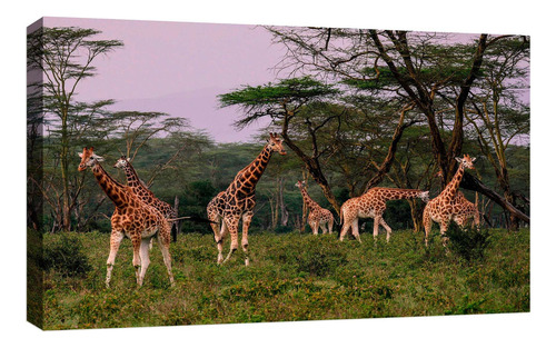 Cuadro Decorativo Canvas Moderno Girafas En La Selva Color Girafas En La Selva 5 Armazón Natural