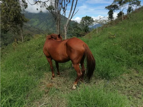 Se Vende Finca En Pijao - Quindío