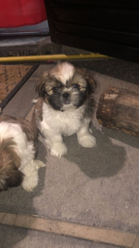 Shih Tzu Cachorros 