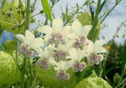 Gomphocarpus Physocarpus | Asclepia Globo