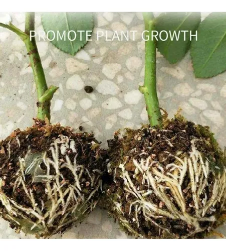 Esqueje Bola Plásticas Propagación X10 Raíz Enraizamiento Ts
