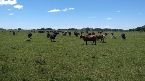 Imagen 4 de 19 de Campo Mixto De 280 Has Con Inmejorable Acceso Sobre Asfalto En Alegre - Oportunidad !