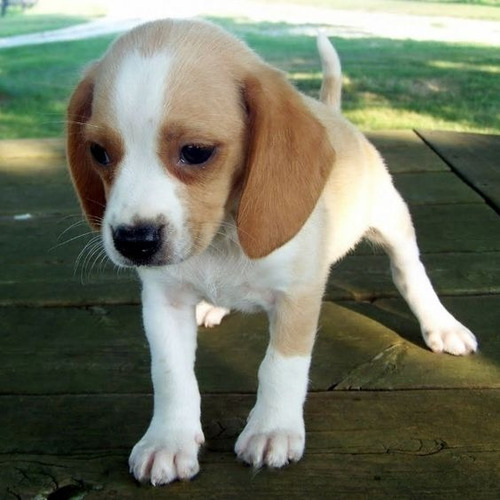 Cachorro Beagle Perrito Begle Puppy Cachorritos