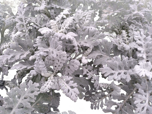 Planta Cineraria Marítima (senecio Cineraria)